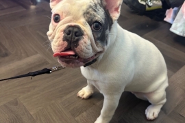 Female French bulldog 