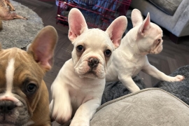 Male French bulldog 