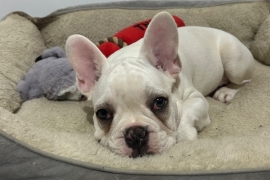 Male French bulldog 