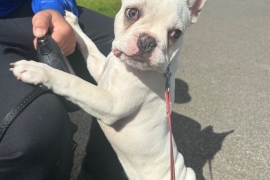 Male French bulldog 