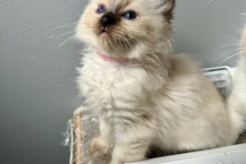 Ragdoll kittens for sale