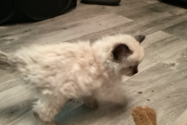 Ragdoll kittens for sale