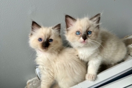 Ragdoll kittens for sale