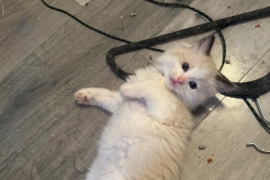 Ragdoll kittens for sale