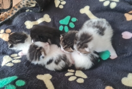 5 gorgeous tabby kittens 