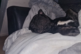 2 year old male French bull dog 