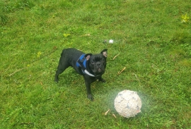 2 year old male French bull dog 