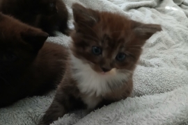 4 chocolate brown tabby kittens!