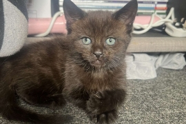 4 chocolate brown tabby kittens!