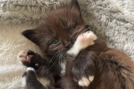 4 chocolate brown tabby kittens!