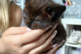 4 chocolate brown tabby kittens!