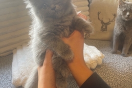 Champion Bloodline British Shorthair Kittens 