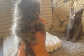 Champion Bloodline British Shorthair Kittens 