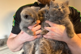 Champion Bloodline British Shorthair Kittens 