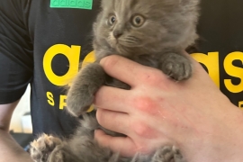 Champion Bloodline British Shorthair Kittens 