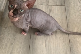 Sell Sphynx and bambino kittens 