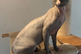 Sell Sphynx and bambino kittens 