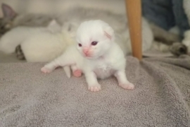 Ragdoll kittens 