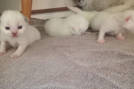 Ragdoll kittens 