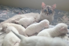 Ragdoll kittens 