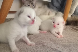 Ragdoll kittens 