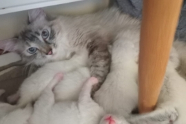 Ragdoll kittens 