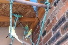 Budgies for sale