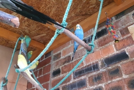 Budgies for sale