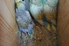 Budgies for sale