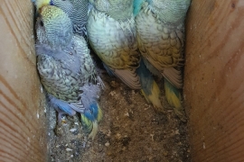 Budgies for sale