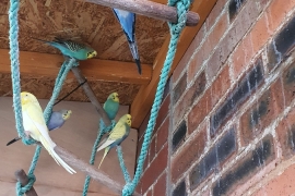 Budgies for sale