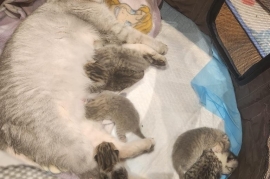 British Shorthair Kittens