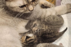 British Shorthair Kittens