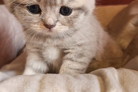 British Shorthair Kittens