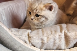 British Shorthair Kittens