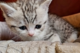 British Shorthair Kittens