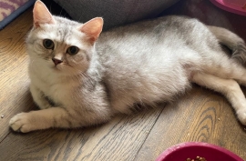 Beautifull mature british shorthair