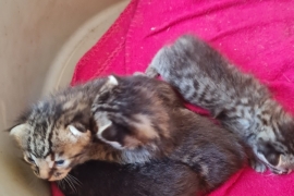 STUNNING BENGAL KITTENS 