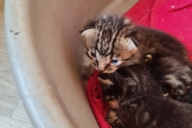 STUNNING BENGAL KITTENS 