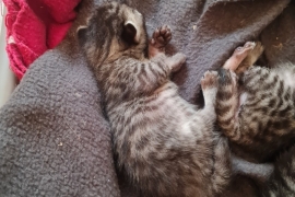 STUNNING BENGAL KITTENS 