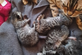 STUNNING BENGAL KITTENS 