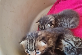 STUNNING BENGAL KITTENS 