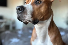 Beautiful 3 Year old Staffy across 