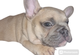 KC registered French bulldog Puppy