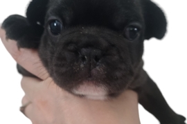 KC registered French bulldog Puppy