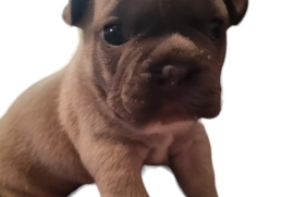 KC registered French bulldog Puppy