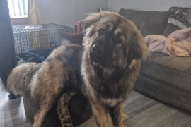 Caucasian shepherd 