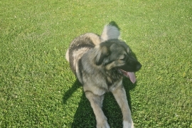 Caucasian shepherd 