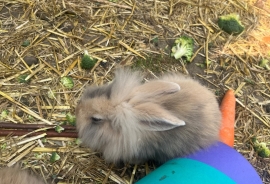 Lion head bunnies for sale