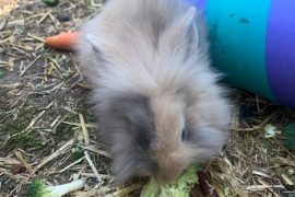 Lion head bunnies for sale